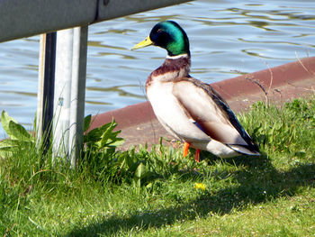 Close-up of duck in lake