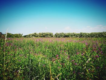 Scenic view of flowering plants on field against sky