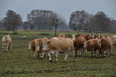 Herd of sheep on field