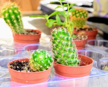 Close-up of succulent plant in pot