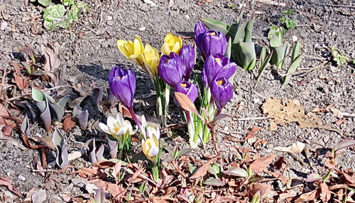 Close-up of purple crocus flowers on field