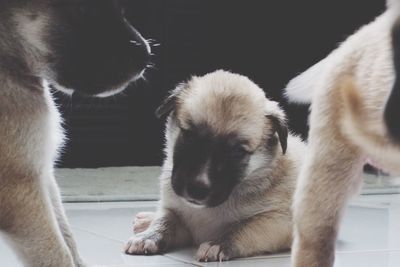 Close-up of dog