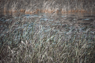 Close-up of grass on field