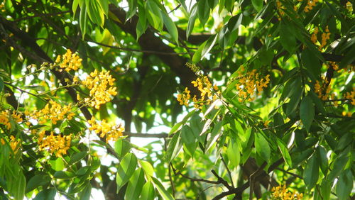 Low angle view of flowering plants against trees