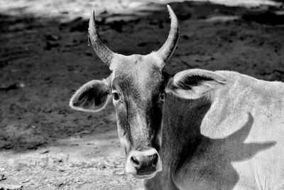 Close-up portrait of a horse on field