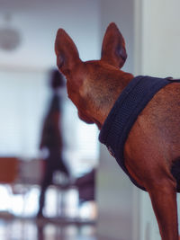 Close-up of hand with dog