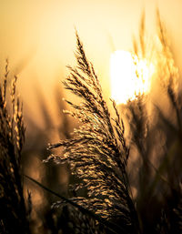 Close-up of wheat plants against sky during sunset