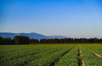 Scenic view of agricultural field against clear sky