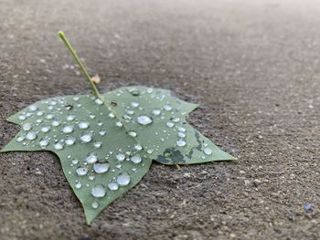 Close-up of raindrops on leaves