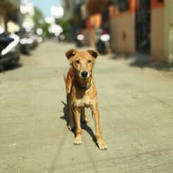 Portrait of dog on street in city