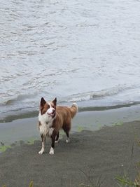 Portrait of dog standing on beach