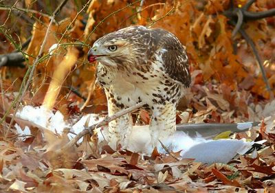 Close-up of bird perching on branch