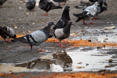 Flock of birds in puddle