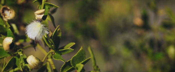 Close-up of flowering plant