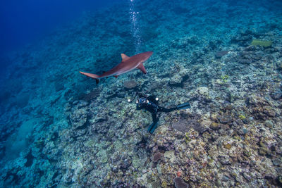 High angle view of scuba diver and a shark underwater