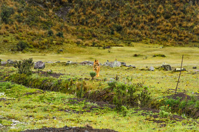 View of sheep on grassy field