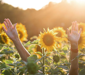 Close-up of yellow flowering sunflowers plants against blurred background and hands in it 