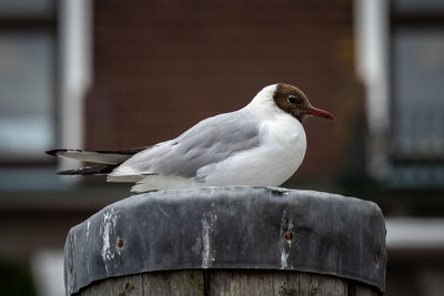 Close-up of seagull perching on wooden post