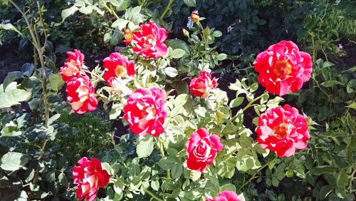 Close-up of red flower blooming in field