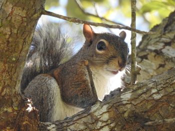 Close-up of squirrel on tree trunk