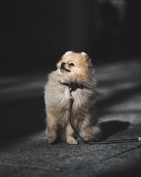 Dog looking away while sitting on footpath