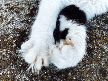 High angle view of white cat