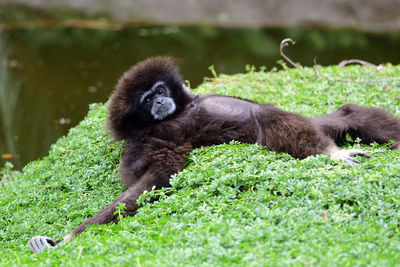 Portrait of a gibbon lying down