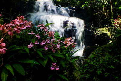 View of waterfall in forest