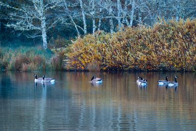 Swans swimming in lake during autumn