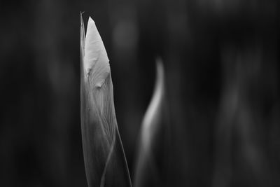 black and white