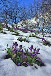 Purple flowers on snow covered tree