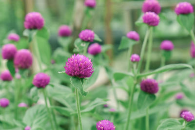 Close-up of pink flowering plants