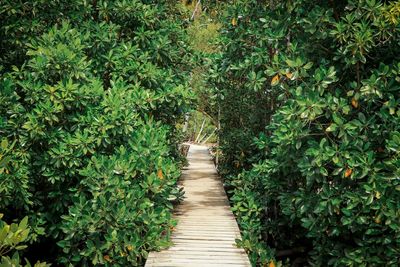 Footpath amidst trees in forest