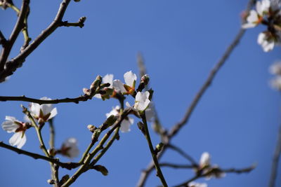 Low angle view of flower tree against clear blue sky