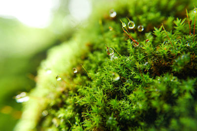 Close-up of plants against blurred background