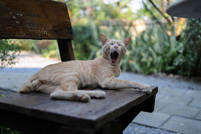 View of yawning cat  resting on the chair