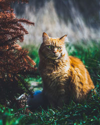 Portrait of a cat looking away