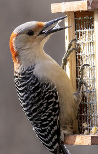 Close-up of a bird