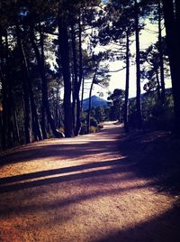 Empty road along trees