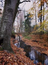 Trees growing by stream in forest during autumn