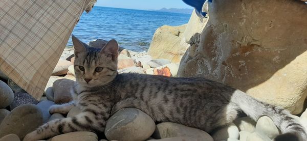 Cat relaxing on rock by sea