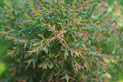 Close-up of plant growing on field
