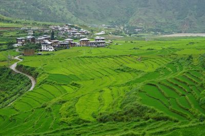 High angle view of agricultural field and houses in farm