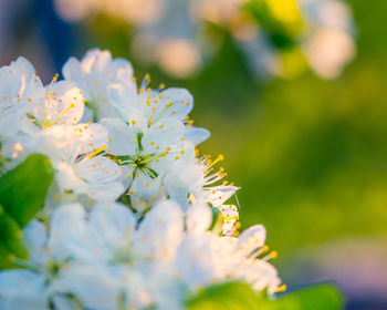 Beautiful white plum tree flowers blossoming during the spring.