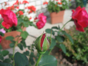 Close-up of red rose