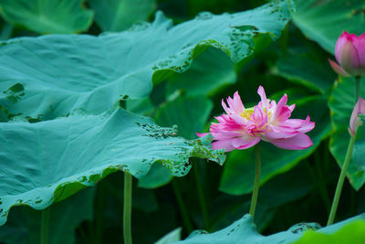 Close-up of wet flowers blooming outdoors