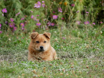 Portrait of dog on field
