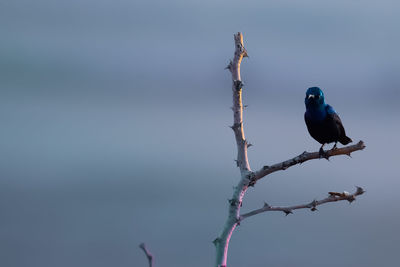 Close up shot of black sunbird on tree.