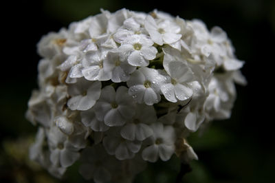 Close-up of wet white hydrangea flowers