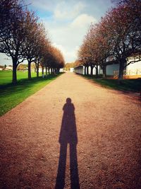 Shadow of tree on grass